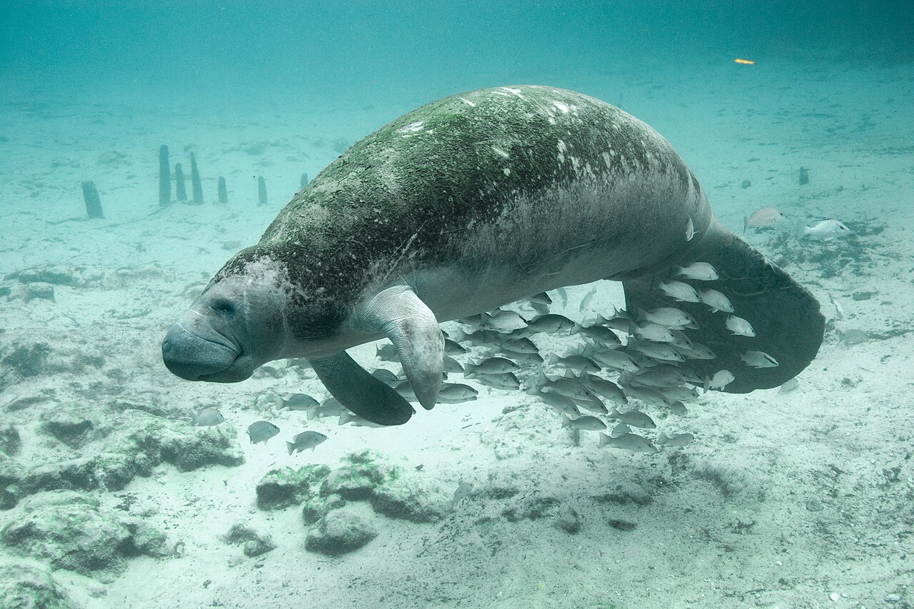Florida manatee swimming underwater near Crystal River National Wildlife Refuge